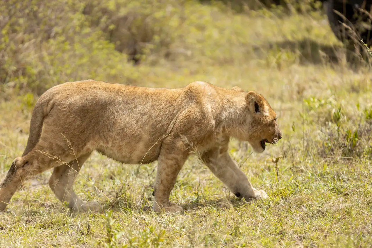 6 Days Ruaha, Mikumi & Udzungwa National Park