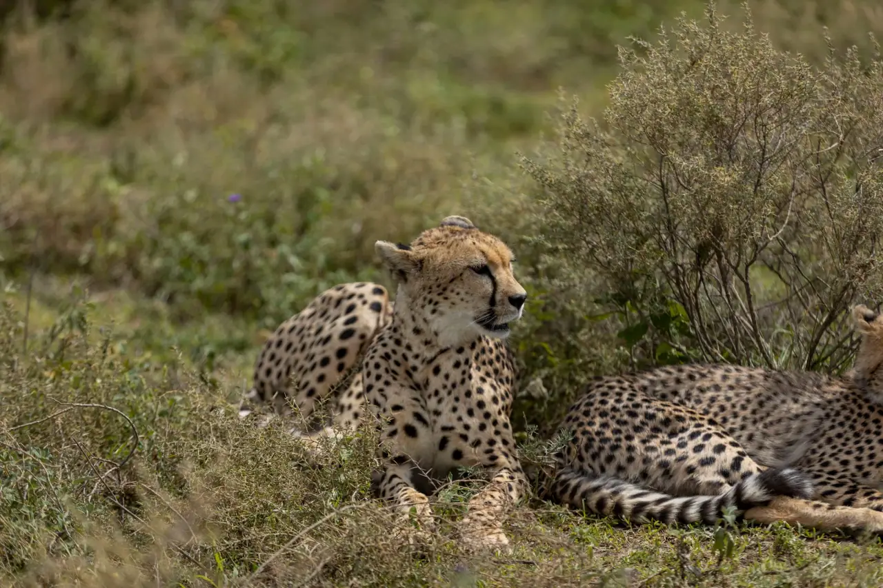 3 Days Classic Serengeti Safari