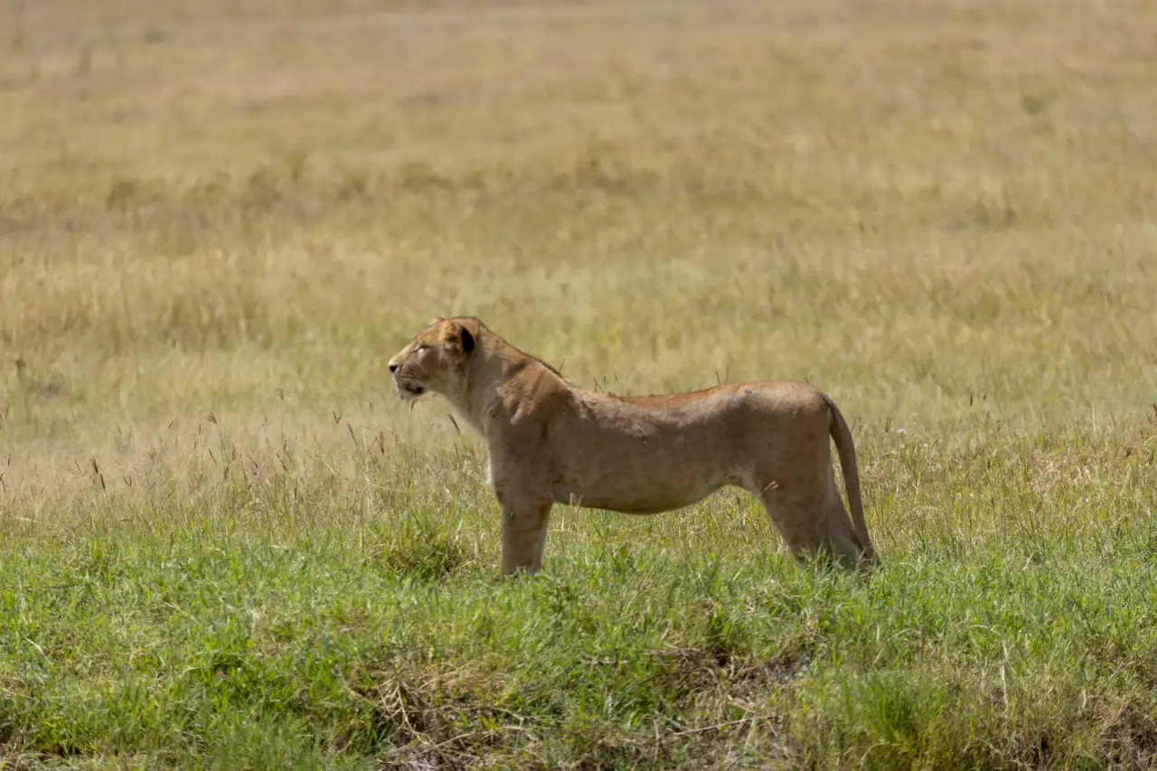 Wildlife & Conservation Legacy