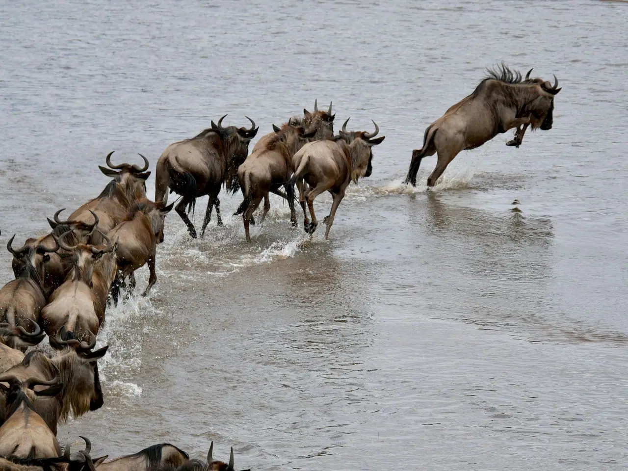 The Great Migration