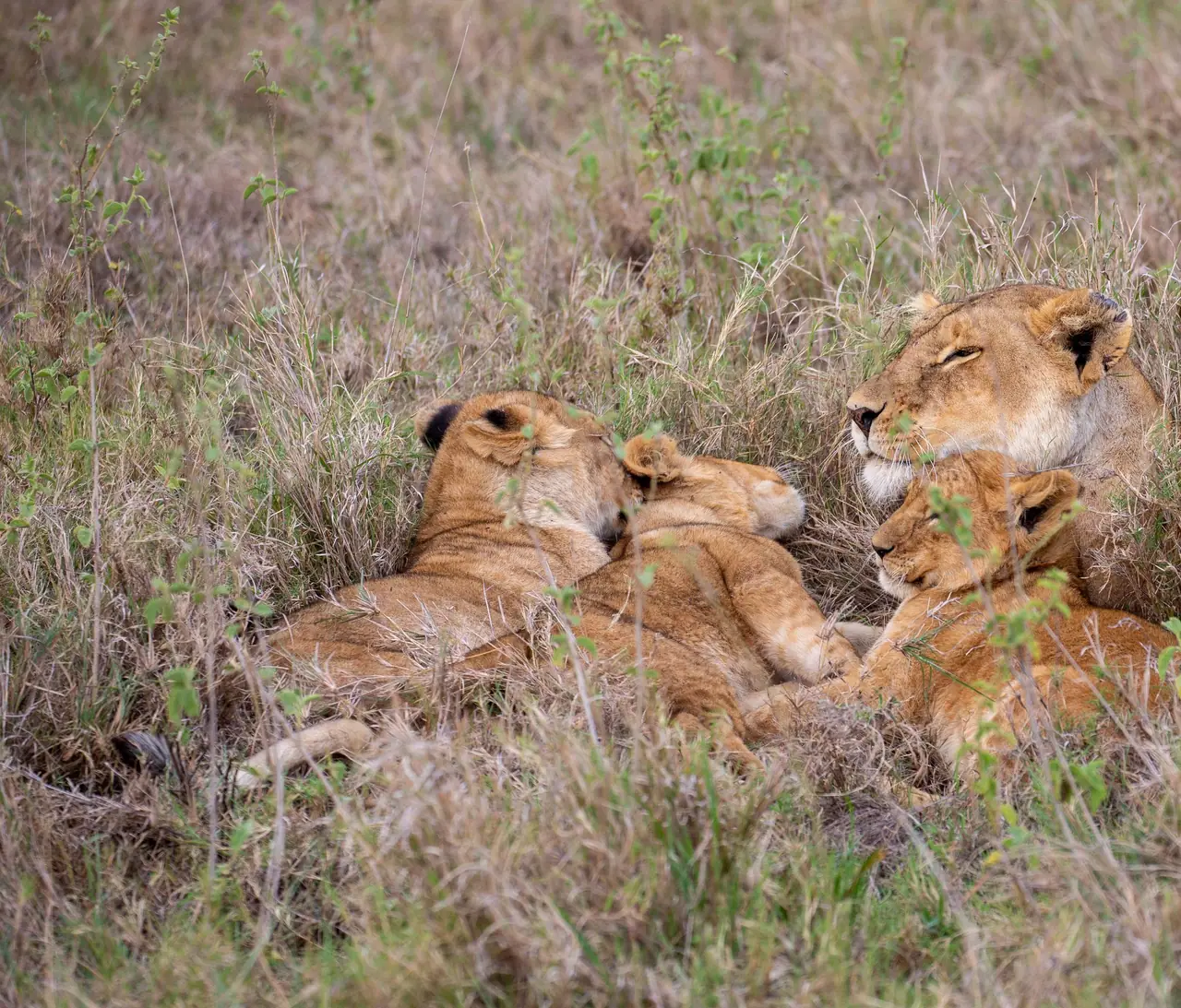 Serengeti