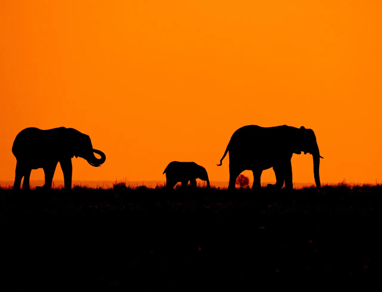 6 Days Best of Tanzania Safari