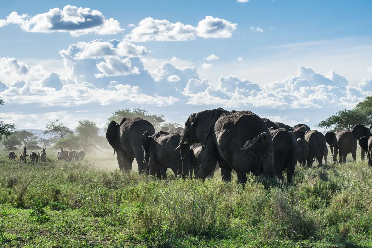 An elephant herd moving across the savanna